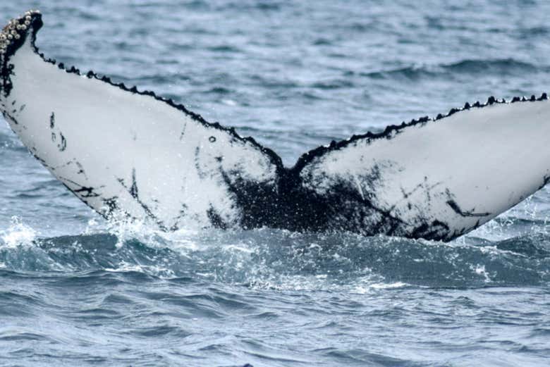 Lo spettacolo delle balene