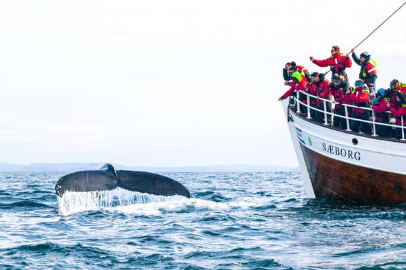 Avvistamento di balene e fratercule