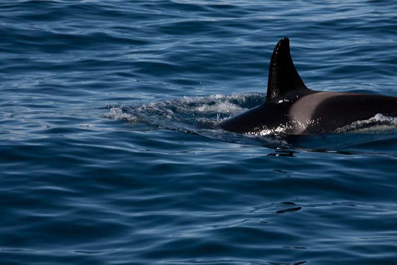 Una balena in superficie