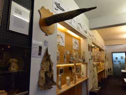 Pene di cetaceo del Museo fallologico