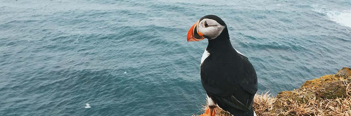 Avvistamento di fratercule in Islanda