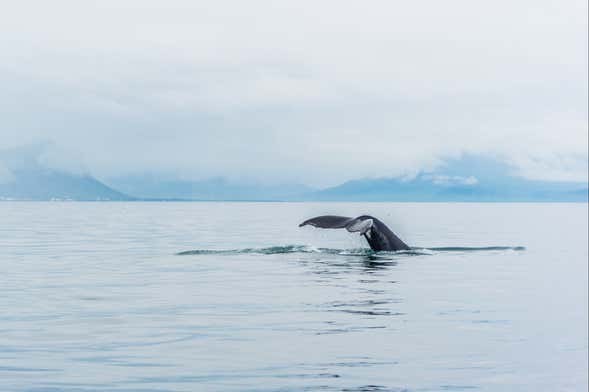 Avvistamento di balene
