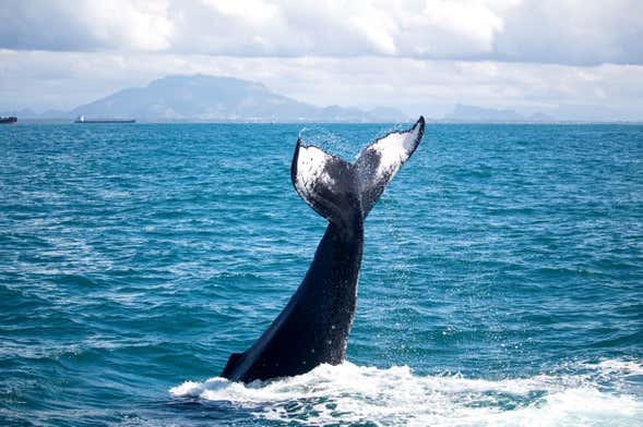 Avvistamento di balene in motoscafo