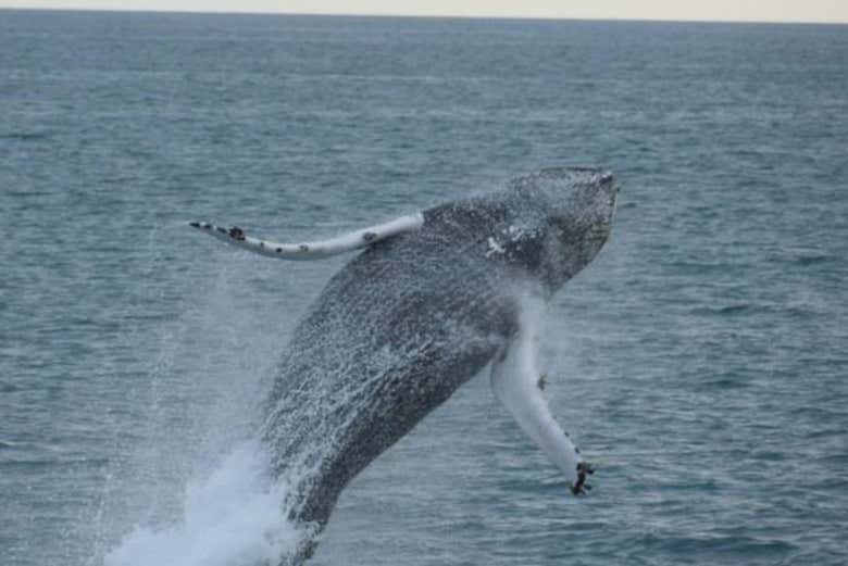 Avvistamento di balene